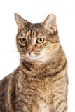 Fototapeta Koty - Tabby Cat Closeup Ear Tipped