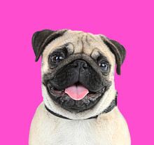 Funny, Cute And Playful Pug Dog On Pink Background