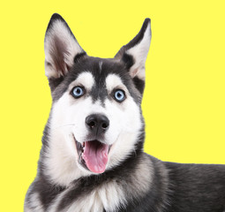 Wall Mural - Beautiful cute husky puppy, on yellow background