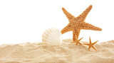 Fototapeta Do akwarium - Starfish and shells on sand against white background