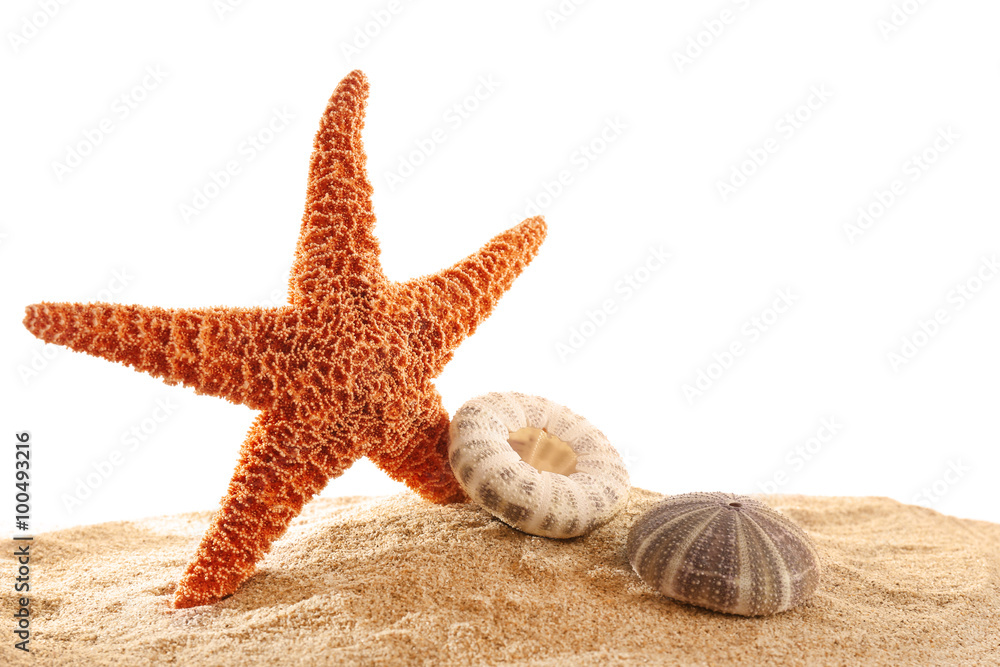 Sea star and shells isolated on white background