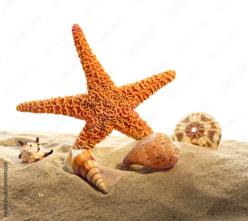 Sea star and shells isolated on white background