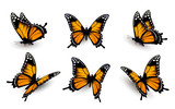 Fototapeta  - Six butterflies set. Vector.