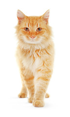 Wall Mural - Fluffy red cat isolated on white background