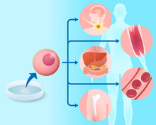 Stem Cell And Regenerative Medicine, Vector Illustration