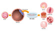 embryonic stem cell (ES cell) and regenerative medicine, vector illustration
