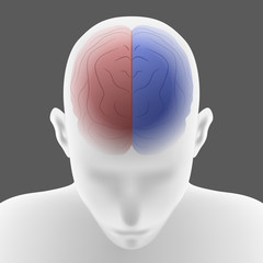 right brain and left brain, human head front top view, vector illustration