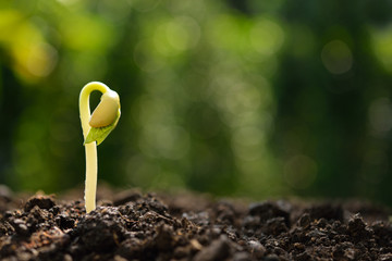 Poster - Young plant in the morning light