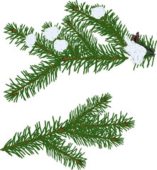 two winter green fir branches on white