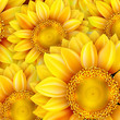 Sunflower high quality illustration. EPS 10