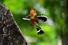 Common Hoopoe Or Eurasian Hoopoe Bird Having Show Crested Feathers With Nice Details On Clear Green Background