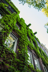 Wall Mural - Traditional house close-up. Amsterdam - Netherland.