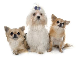 Sticker - chihuahuas and maltese dog