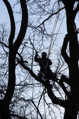 Wall Mural - cutting down trees, lumberjack , dancing on trees

