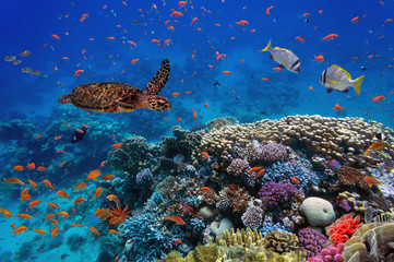 colorful coral reef with many fishes and sea turtle
