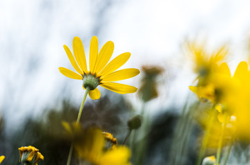 yellow chrysanthemum