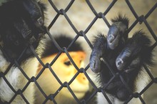Red Shanked Douc Langur In Cage , Focus Hand On Cage