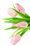 Fototapeta Tulipany - Pink Spring Tulips