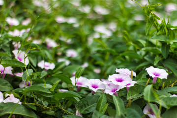 Wall Mural - Purple and white morning glory flower.