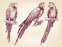 Parrot Set Isolated Hand Drawn Vector Llustration  Realistic  Sketch