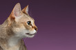 Closeup Singapura Cat Profile view on purple
