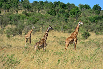 Sticker - Giraffe in the African savannah