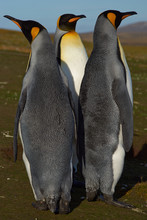Three King Penguins (Aptenodytes Patagonicus) Standing Together At Volunteer Point In The Falkland Islands. 