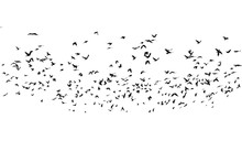 Flock Of Birds Isolated On White Background, With Clipping Path, Rook (Corvus Frugilegus)