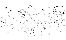 Flock Of Birds Isolated On White Background, With Clipping Path, Rook (Corvus Frugilegus)