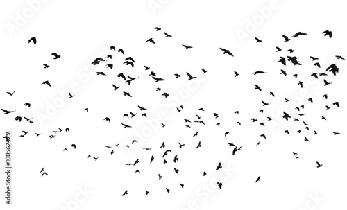 Fotografía flock of birds isolated on white background, with clipping path, Rook (Corvus fr