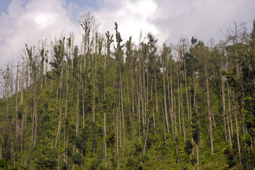 One year after volcanic eruption 