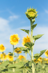 Wall Mural - Sunflower growth and blooming in field