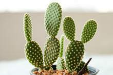 Opuntia Microdasys Or Bunny Ears Cactus In Plastic Pot