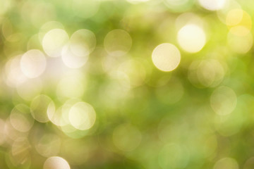 Wall Mural - Fresh soft green colour bokeh bush tree and sunlight