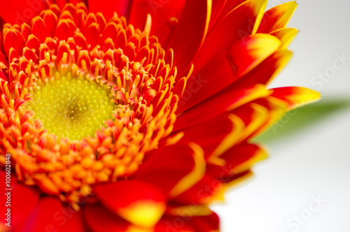 Fototapeta na szkło Czerwony gerbera makro z bukietem