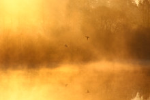 Foggy Landscape: Early Morning On The River In The Spring, The Silhouette Of Wild Ducks Flies Over The Water. Fog. Sun.