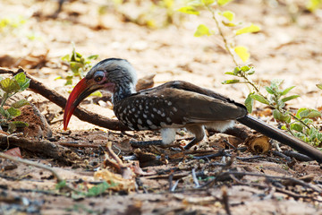 Poster - Yellow-billed Hornbill on ground