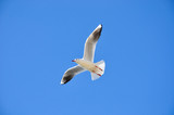 Fototapeta Zwierzęta - The beauty of the sea gull