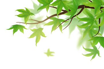 Wall Mural - Spring frond with green maple leaves on white background