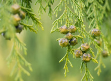 Fruits Of Cypress 