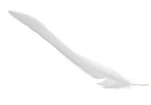 Light Thin Long Gray Isolated Feather