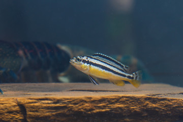 Sticker - Zebra fish