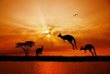 Kangaroos At Sunset