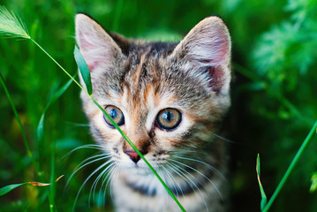 Wall Mural - Kitten playing in the green grass at summer. Cute Tabby Cat in Summer, Pets care.