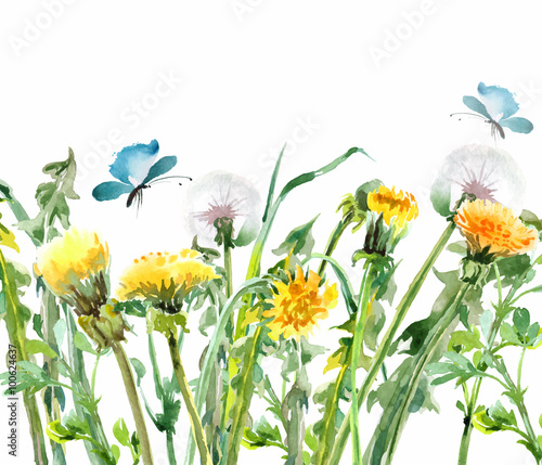 Obraz w ramie Dandelions. Yellow flowers with butterflies. Watercolor floral bouquet. Floral background. Birthday card. Template Vector.