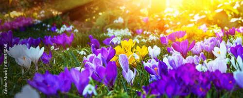 Zdjęcie XXL Krokusy w wiosennym słońcu