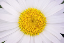 Close Up Of A Daisy