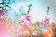 Summer floral nature background with mallow blooming
