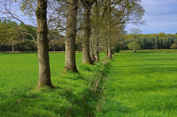 Poster - Ostfriesland abgetorftes Moor - Eastern Frisia former swamp