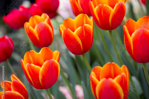 Naklejka - mata magnetyczna na lodówkę Orange tulip flower in the garden